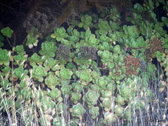 Aeonium haworthii