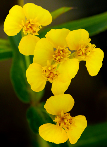 Mexican Marigold