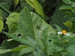 Conocephalus gigantius