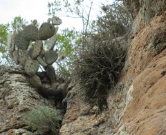 Tillandsia lepidosepala