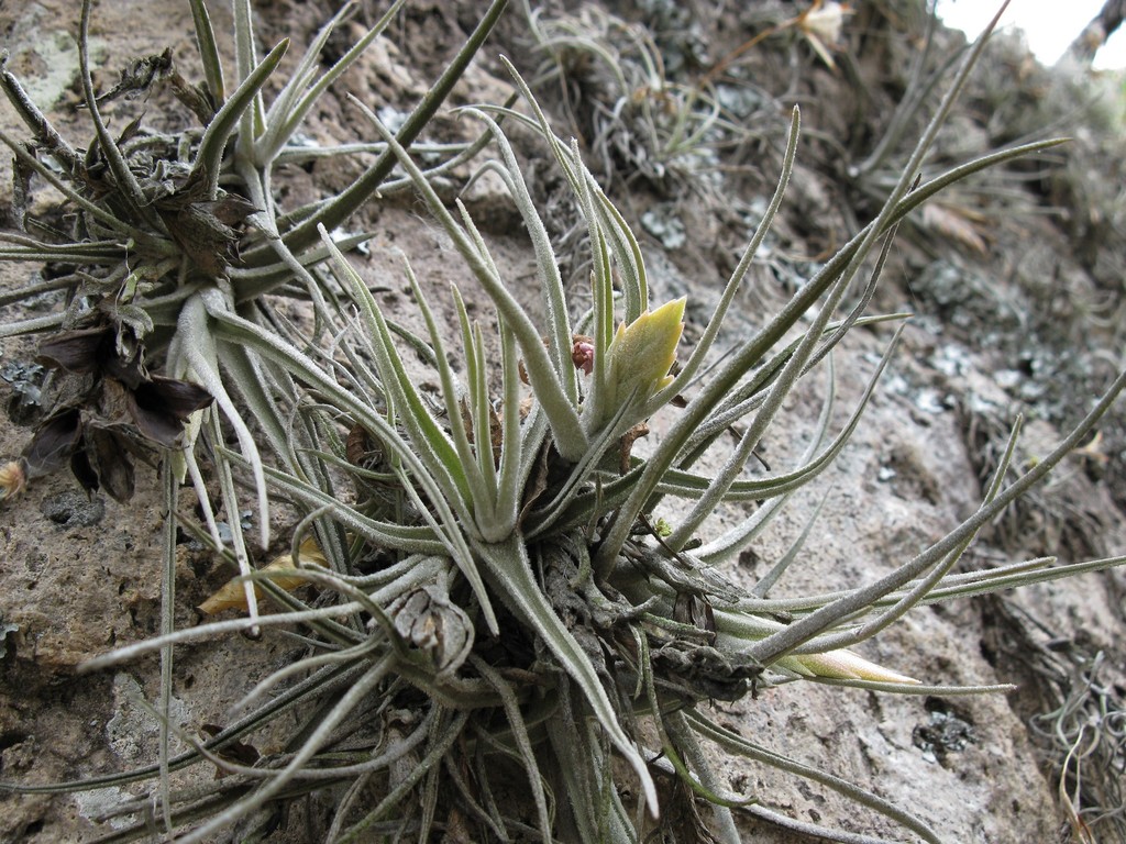 Tillandsia lepidosepala