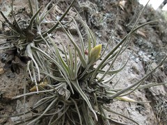 Tillandsia lepidosepala