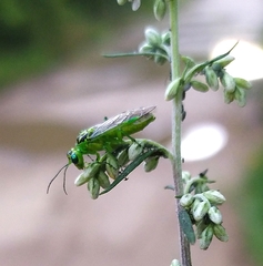 Rhogogaster chlorosoma
