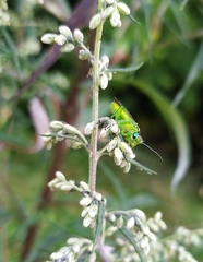 Rhogogaster chlorosoma