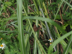 Junonia lemonias aenaria