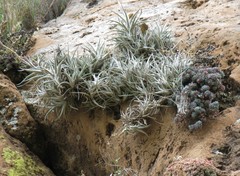Tillandsia albida