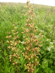 Heuchera richardsonii