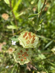 Trifolium cyathiferum