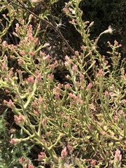 Pseudognaphalium ramosissimum