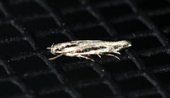 Melanocinclis lineigera