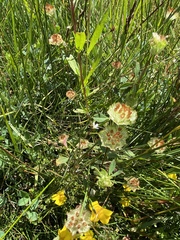Trifolium cyathiferum