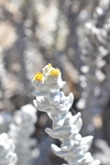 Achillea maritima maritima