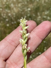 Spiranthes perexilis