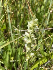 Spiranthes perexilis