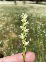Spiranthes perexilis
