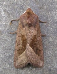 Hydraecia micacea