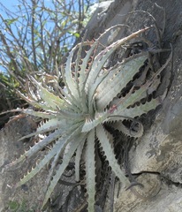 Hechtia argentea