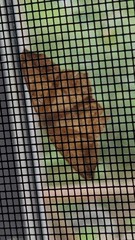 Parallelia bistriaris