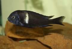 White-Spotted Cichlid photo 4