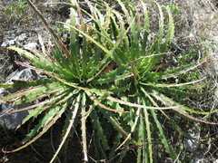 Hechtia glomerata