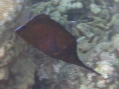 Forcipiger longirostris