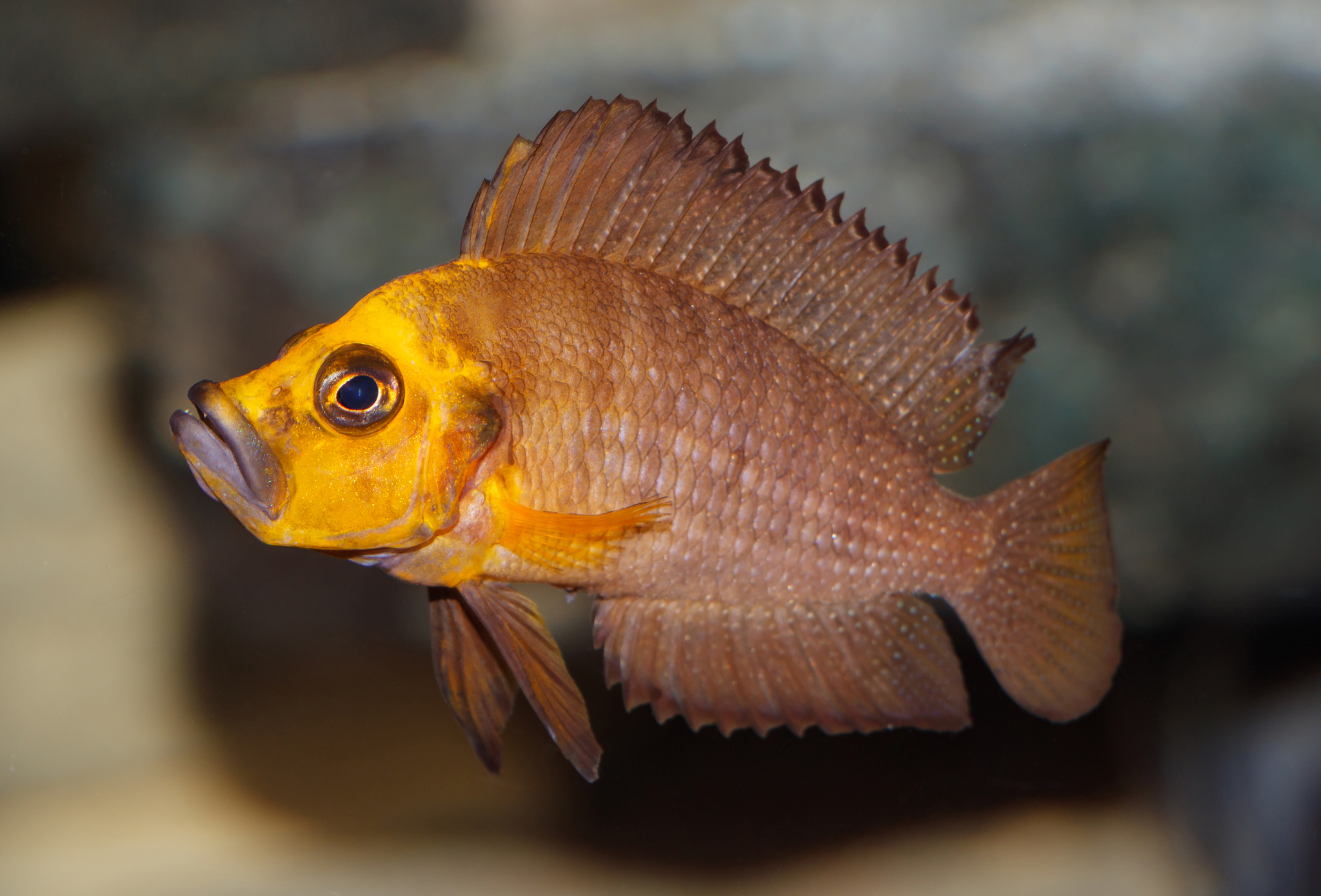 Compressed Cichlid (Altolamprologus compressiceps) · iNaturalist