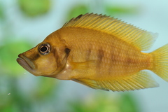 Compressed Cichlid photo 3