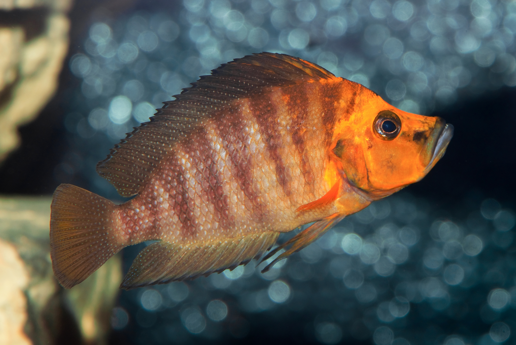 Typhus チフス Compressed Cichlid (Altolamprologus compressiceps) · iNaturalist