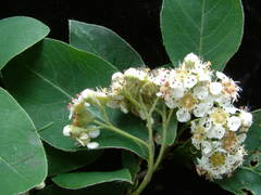Cotoneaster gamblei