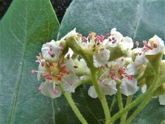 Cotoneaster gamblei