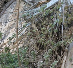 Tillandsia albida