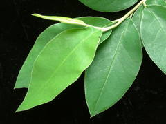Cotoneaster gamblei