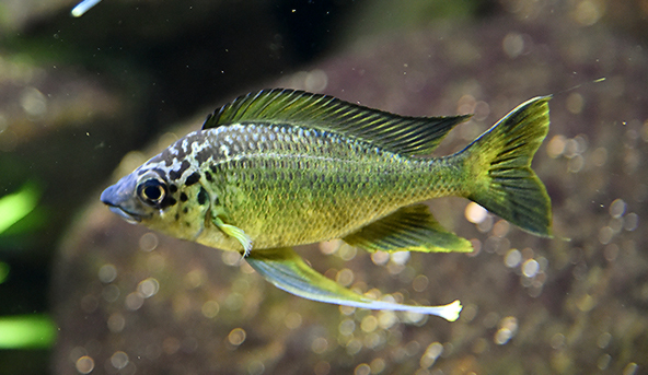 Featherfin