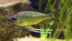 Featherfin photo 2