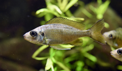 Featherfin photo 3