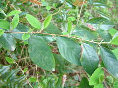 Cotoneaster gamblei