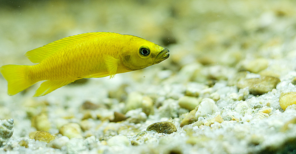 Cichlidé citron (Lamprologue jaune) (Neolamprologus leleupi)