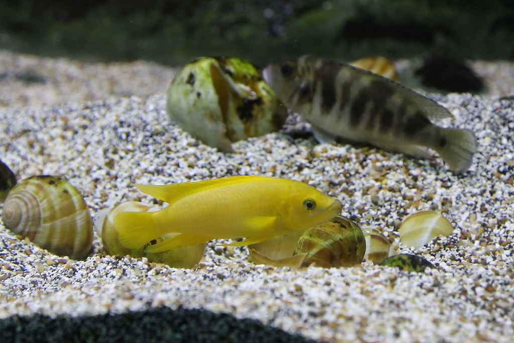 Cichlidé citron (Lamprologue jaune) (Neolamprologus leleupi)