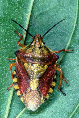 Rausvasparnė skydblakė nuotrauka