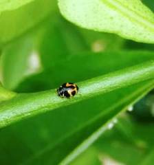 Hyperaspis festiva