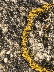 Polycauliona coralloides