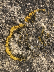 Polycauliona coralloides