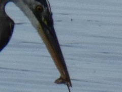 Leptocottus armatus