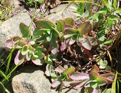 Hylotelephium telephioides