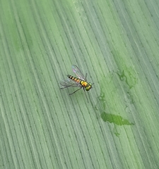 Condylostylus caudatus