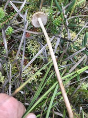 Phaeonematoloma myosotis