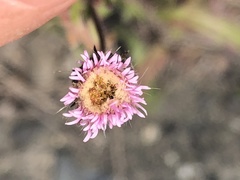 Erigeron acris kamtschaticus