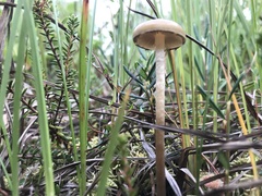Phaeonematoloma myosotis
