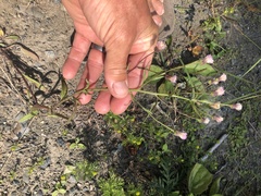 Erigeron acris kamtschaticus