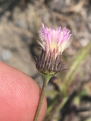 Erigeron acris kamtschaticus